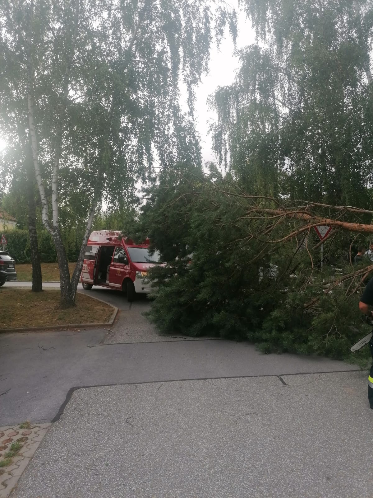 Mehrere umgestürzte Bäume nach Unwetter