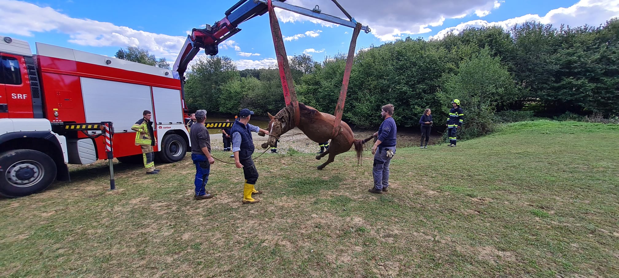 Pferd versank im Schlamm