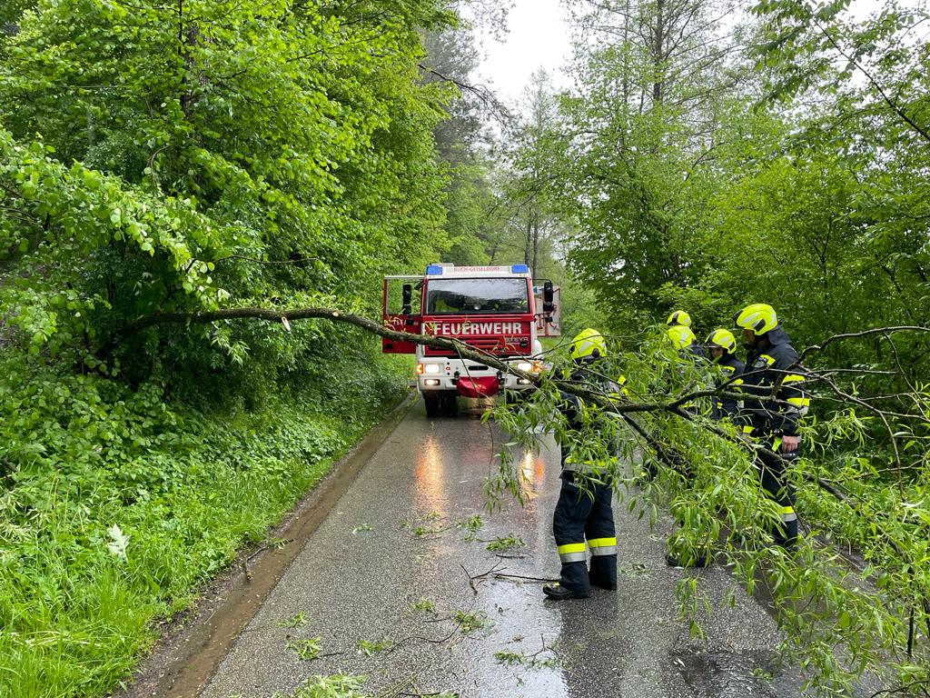 Baum drohte auf die Straße zu stürzen