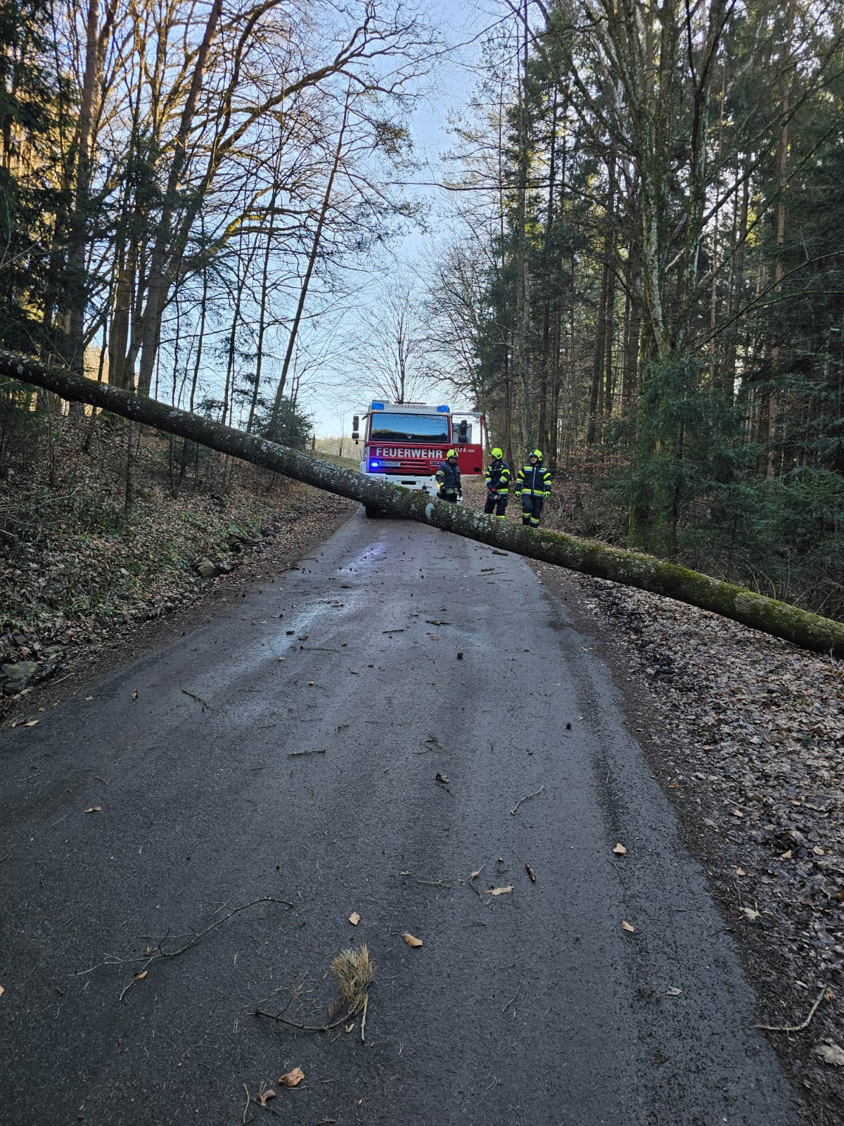 Baum über die Straße