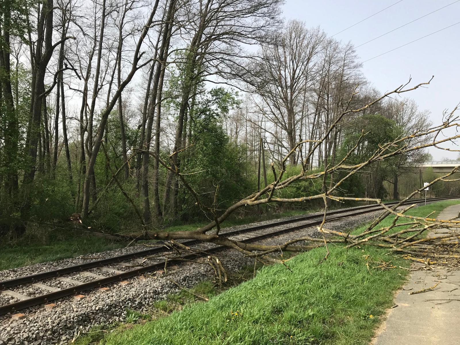 Baum stürzte auf Schienen