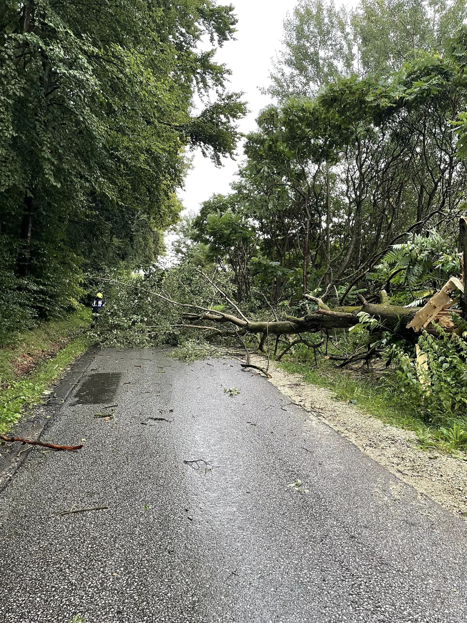 Sturm riss mehrere Bäume um